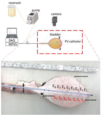 Can cardiac pressure-volume catheters improve urodynamic assessment? an ex-vivo proof-of-concept